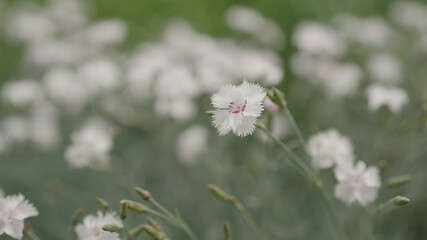 white carnation flowers on a meadow