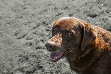 Cute brown Labrador looking up at camera with big puppy eyes behind grey background