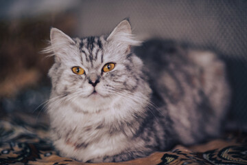 beautiful grey cat of the Persian exotic breed