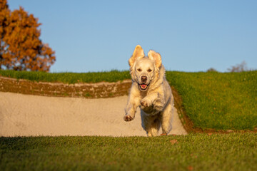 Cute funny golden retriever running and jumping on the grass at golf course