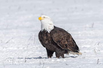 American bald eagle in the snow