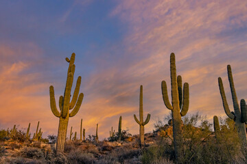 Dusk Time At A Desert Preserve In Scottsdale, Arizona With Cactus On Hill