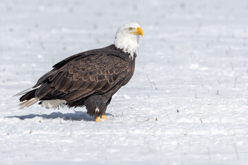 mature bald eagle