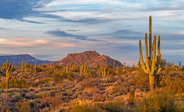 Dusk Time At A Desert Preserve In Scottsdale, Arizona