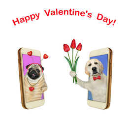 Two dogs in love are in smartphones. Happy valentine's day. White background. Isolated.