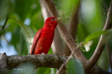 The summer tanager (Piranga rubra), is a medium-sized American songbird. Formerly placed in the tanager family (Thraupidae), it and other members of its genus are now classified in the cardinal family