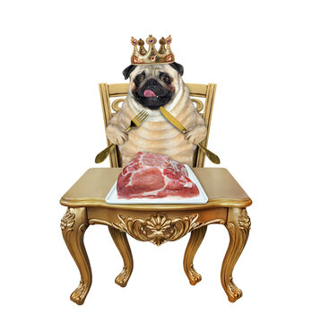 A dog pug king in a crown with a knife and a fork eats raw meat at the table. White background. Isolated.