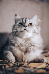 beautiful grey cat of the Persian exotic breed