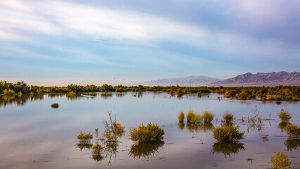 Californian Wetlands