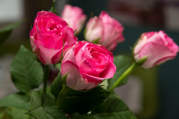 bouquet of pink roses