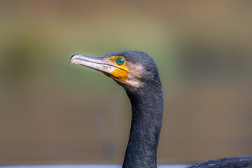 close up cormorant