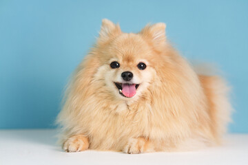 Portrait of beautiful cute German Pomeranian Spitz dog, happy positive cheerful puppy looking at camera on blue background. Lovely pet, small playful smiling adorable doggy with open mouth tongue out