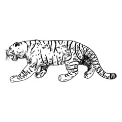 Tiger roaring drawing on white background. Illustration of angry growling tiger. Angry big cat. Vector.