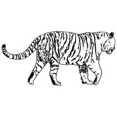 Tiger walking. Amur or Siberian tiger, big wild cat. Endangered animal from red book, hand drawn. Vector.
