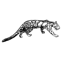 Leopard, wild cat. Hand drawn sketch of clouded leopard. Vector.