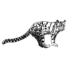 Leopard, wild cat drawing, Clouded leopard from Himalayan. Hand drawn wildcat hunting. Vector.