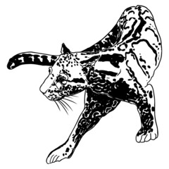 Leopard, wild cat. Hand drawn sketch of clouded leopard. Vector.