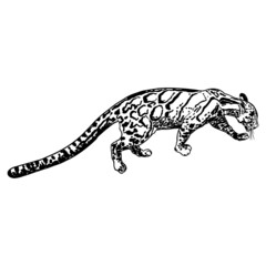 Leopard, wild cat. Hand drawn sketch of clouded leopard. Vector.