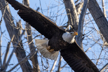 A wild bald eagle in flight at Cherry Creek State Park during the day in Colorado.