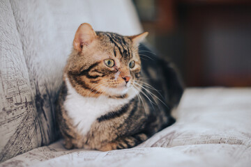 adult favorite tricolor pet kitten