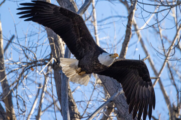 A wild bald eagle in flight at Cherry Creek State Park during the day in Colorado.