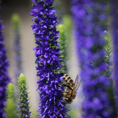 abeille en train de butiner une fleur violette