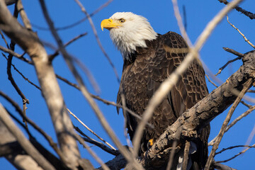 A wild bald eagle perched on a tree during the day in Cherry Creek State Park in Colorado.