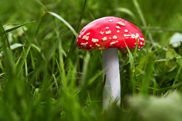 Fly agaric grows in the grass close - up . Inedible mushrooms . Toadstool in the forest .