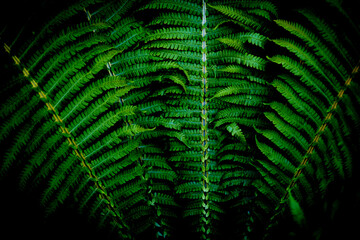 Green fern leaves close up, vignette.