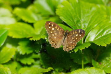 Speckled Wood Butterfly (Pararge aegeria) perched on green leaf in Zurich, Switzerland