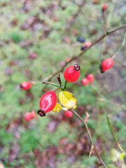 Red berries of rose hips (Rosa canina) on the bush