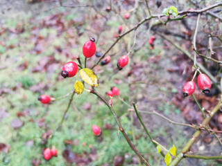 Red berries of rose hips (Rosa canina) on the bush