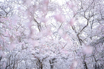 ふわふわの桜　前ボケ