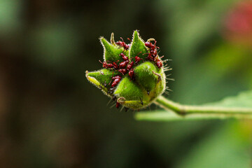 flower bud waiting to bloom