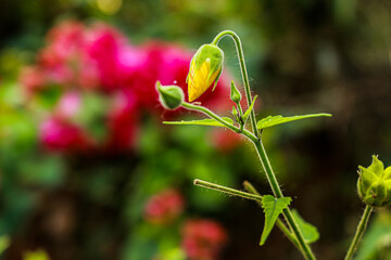 flower bud waiting to bloom