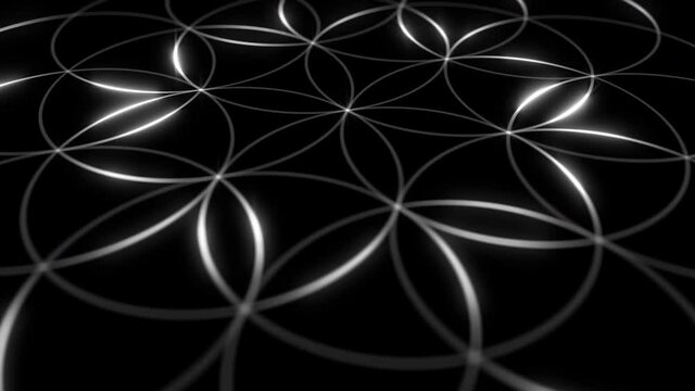 Flower of life pattern animated symbol of sacred geometry. Animation of seamless loop.