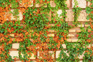 Fototapeta na wymiar Weathered antique wall, ancient roman brick masonry with weaving ivy, horizontal grunge background, Varna, the Black Sea coast of Bulgaria