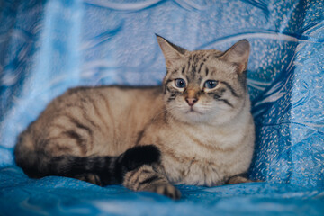 grey cat with blue eyes on a blue background on the cover