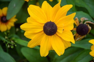 yellow flower