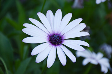 flower in the garden