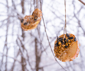 Homemade bird feeder in winter from seeds on apples and pumpkins.