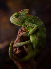 chameleon on a branch