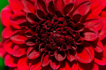 red dahlia flower