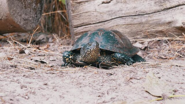 European Pond Turtle Sits on Dirty Sand in Forest. Large river turtle pokes neck out of shell. Reptile with powerful paws, claws, spotted head. Summertime. Animal in wild nature. 4K. Slow motion.