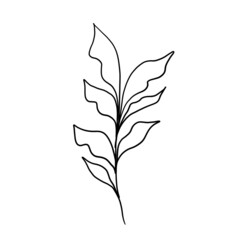 Minimalistic line drawing. leaf line art. Botanical drawing illustration by hand. beautiful idea for a postcard, a postcard. for home decor such as posters, wall art