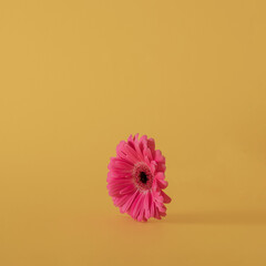 fresh pink gerber against illuminating yellow background. surrealism moder valentines idea with...