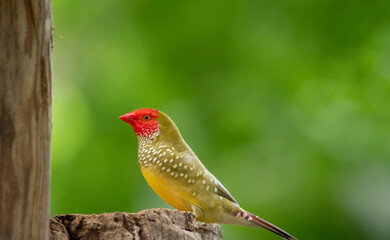 Gouldian finch - the Lady Gouldian finch, Gould's finch or the rainbow finch