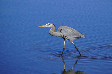 Great Blue Heron wading in along the shore