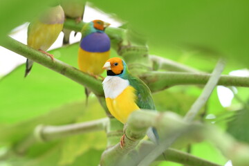 Gouldian finch - the Lady Gouldian finch, Gould's finch or the rainbow finch