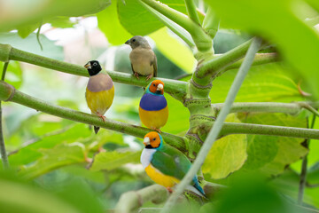 Gouldian finch - the Lady Gouldian finch, Gould's finch or the rainbow finch